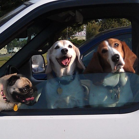 Meet your Posher, Shawn - Picture 1 of 1